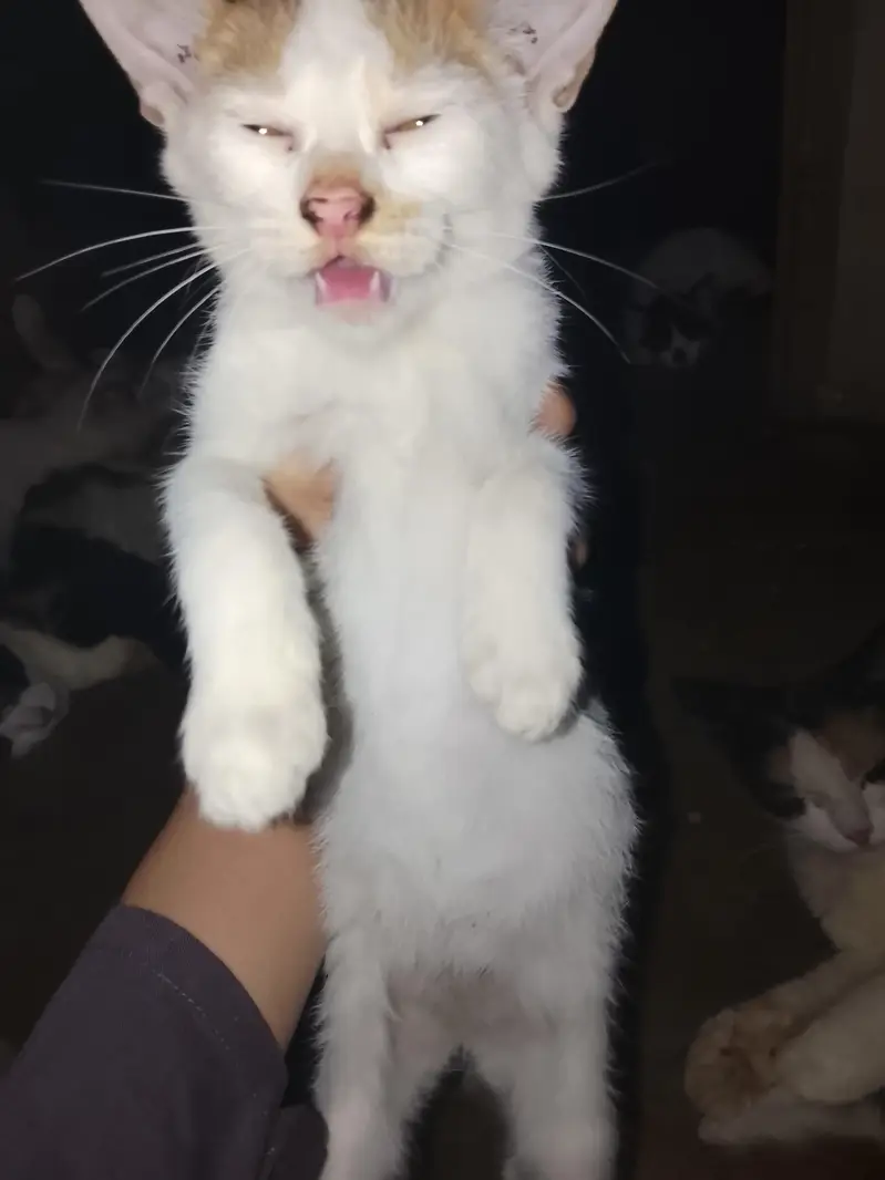 cats for free kittens only for pet lovers plz only real cat lover — photo 3
