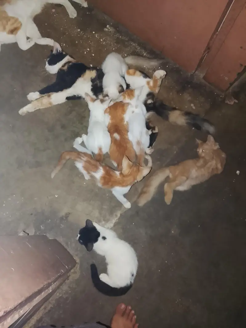 cats for free kittens only for pet lovers plz only real cat lover — photo 4