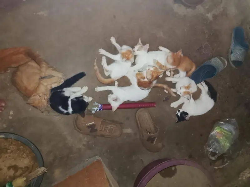 cats for free kittens only for pet lovers plz only real cat lover — photo 5