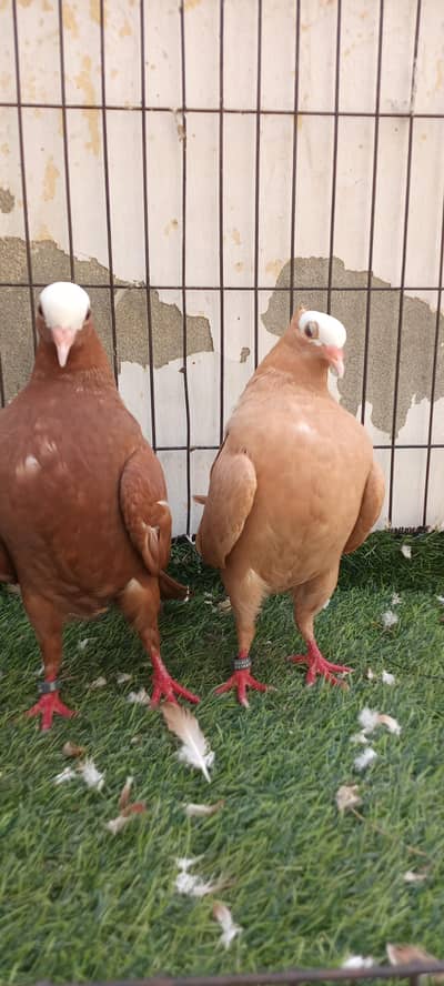 Jarman Mooke pair ready to breed ( 0314 6741158 )