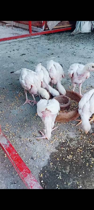 Heera chicks