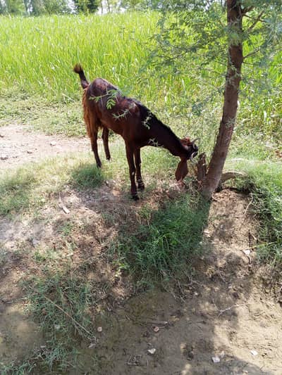 dasi bakre for sale