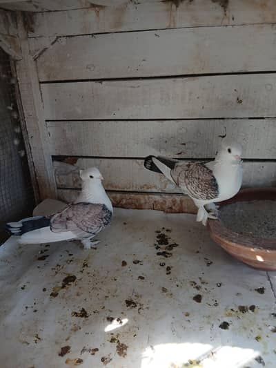 Sentinent breeder pair