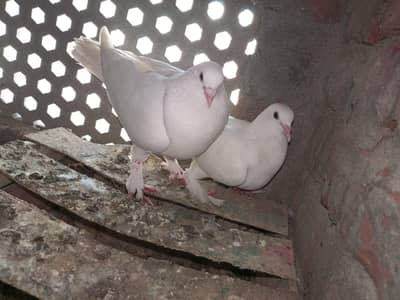 all pigeon for sale In cheap price