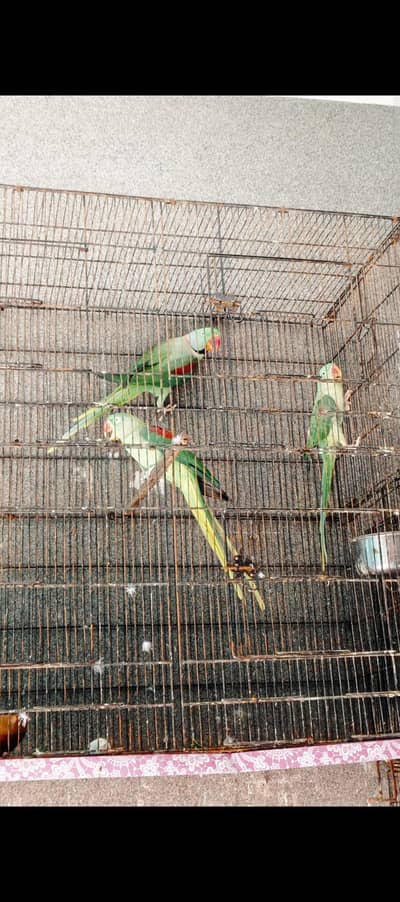 Kashmiri Raw Pair + Female