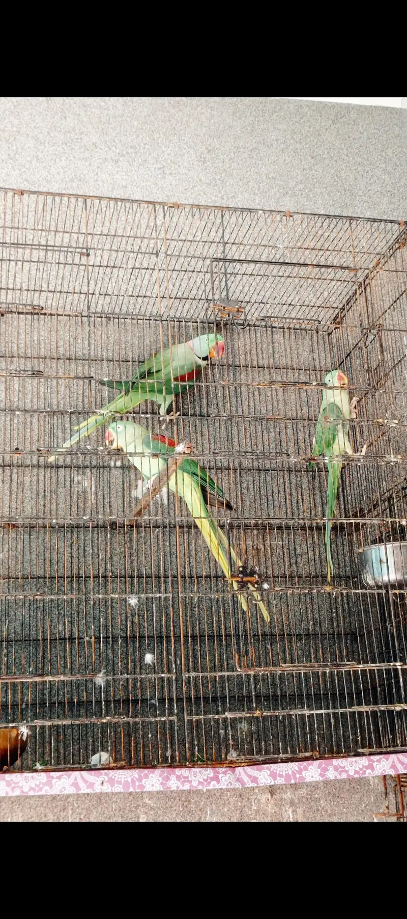 Kashmiri Raw Pair + Female