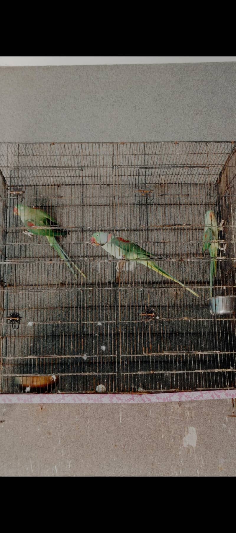 Raw Breeder Pair 1