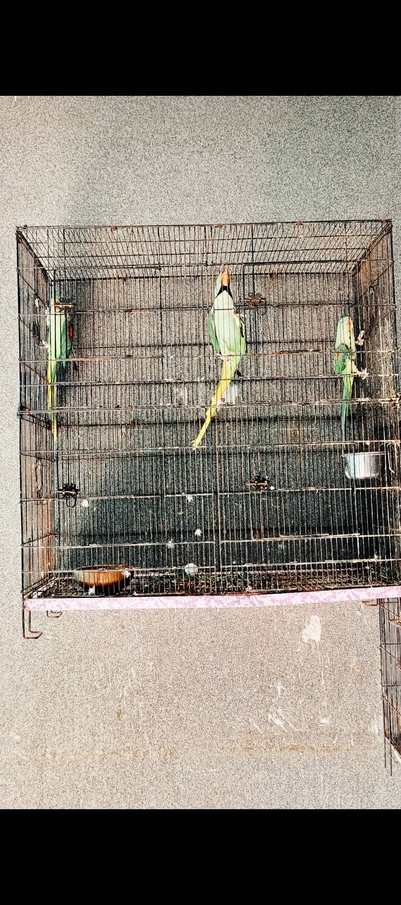 Raw Breeder Pair 4