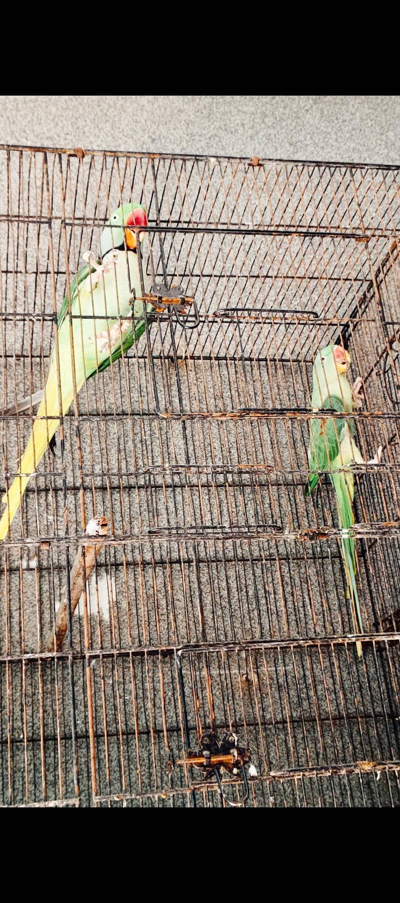 Raw Breeder Pair 5