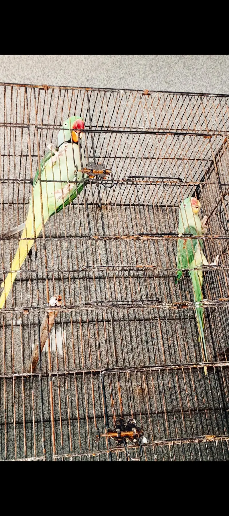 Kashmiri Raw Pair + Female — photo 6