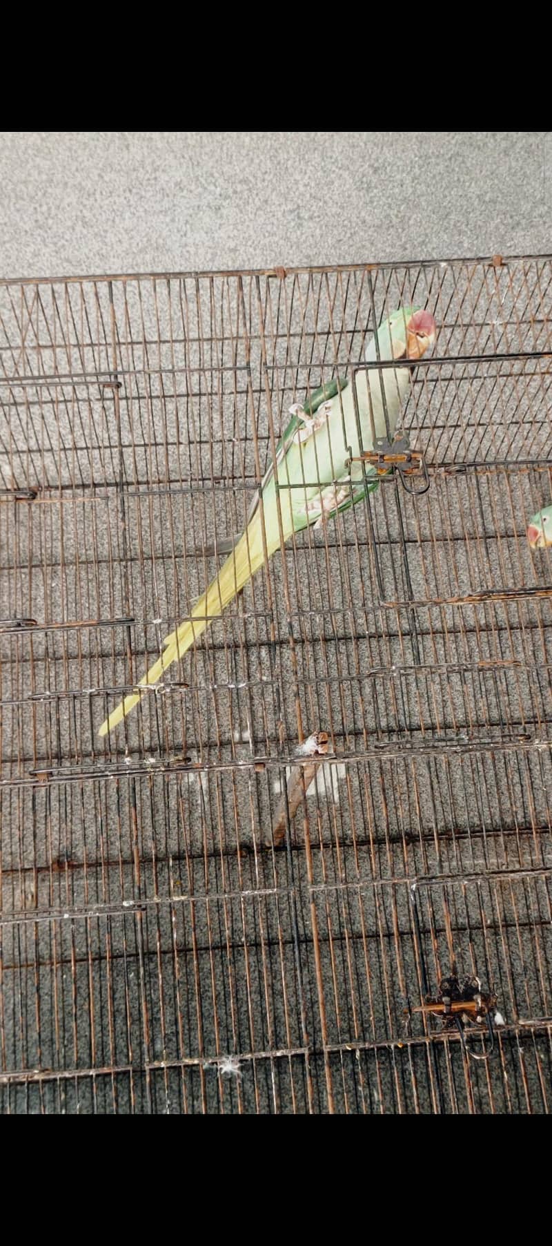 Raw Breeder Pair 6