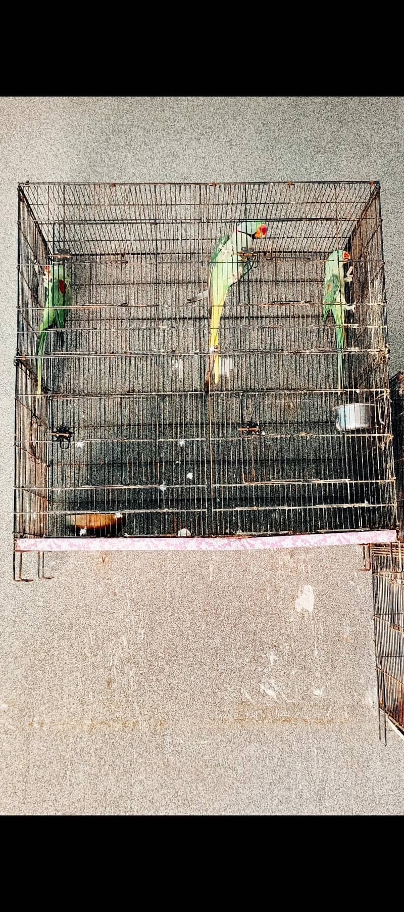 Raw Breeder Pair 7