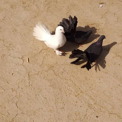 3 Fantail Pigeons(lackey kabboter)for Sale (2 Male 1 Female)