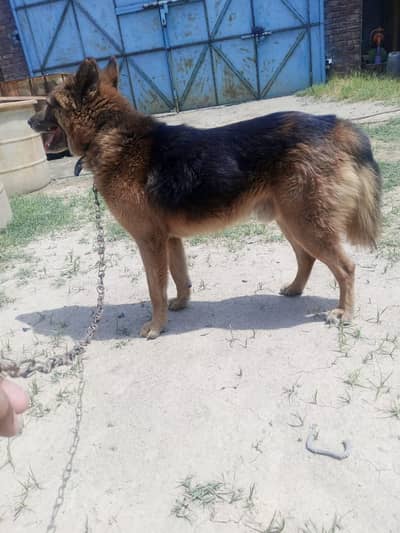 King Shepherd Dog | Male King Shepherd | Security Dog | Guard Dog