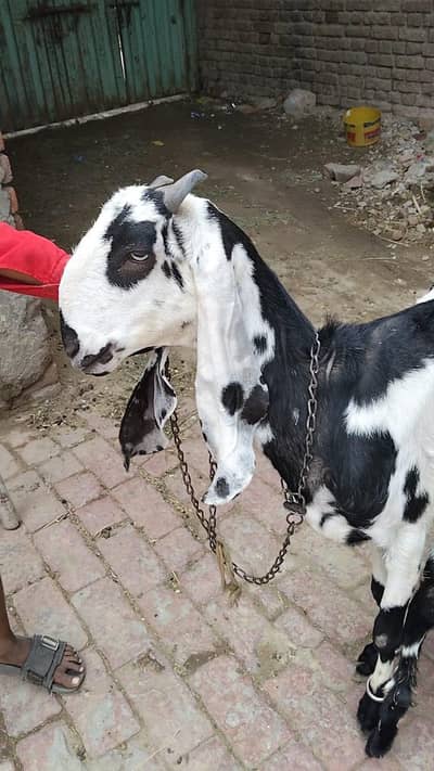 Desi Bakri With Male Goat Baby