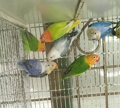 Love birds healthy active breeders pairs available