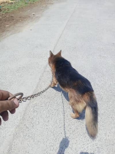 King Shepherd Dog | Male King Shepherd | Security Dog | Guard Dog