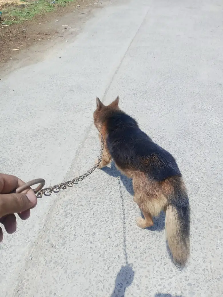 King Shepherd Dog | Male King Shepherd | Security Dog | Guard Dog