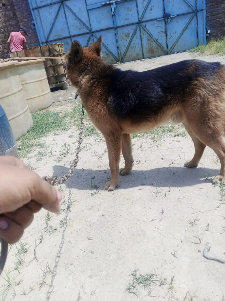King Shepherd Dog | Male King Shepherd | Security Dog | Guard Dog — photo 2