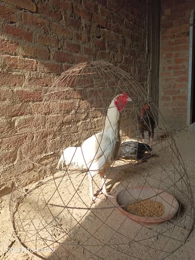 storng bredar pair heera