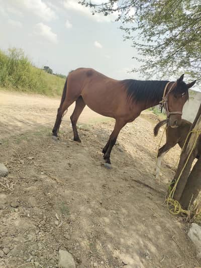 female horse for sale.