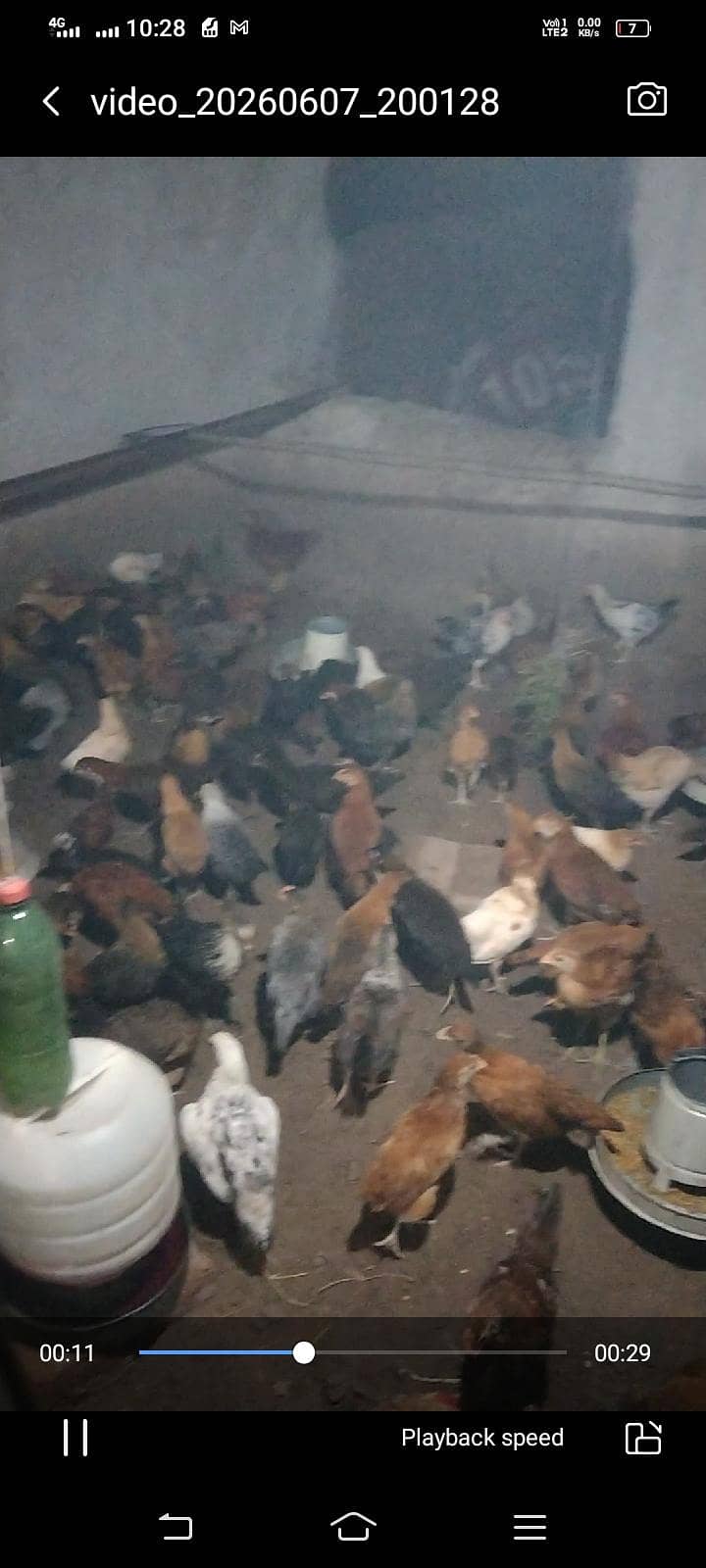 اب گھر بیٹھے گولڈن مصری چوزے منگوائیں 5