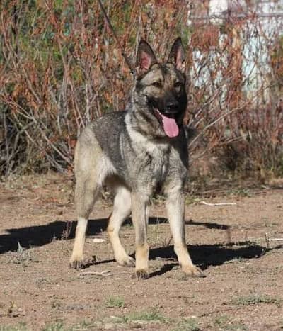 Working line german shepard pupies availabe