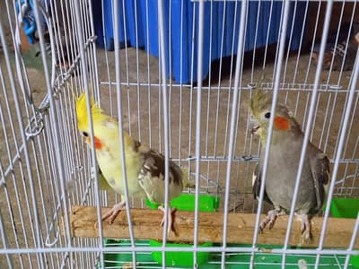 breeding pair ha
