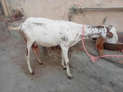 Healthy Female Goat for sale healthy and active