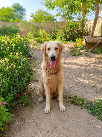 I'm selling my beautifull dog
