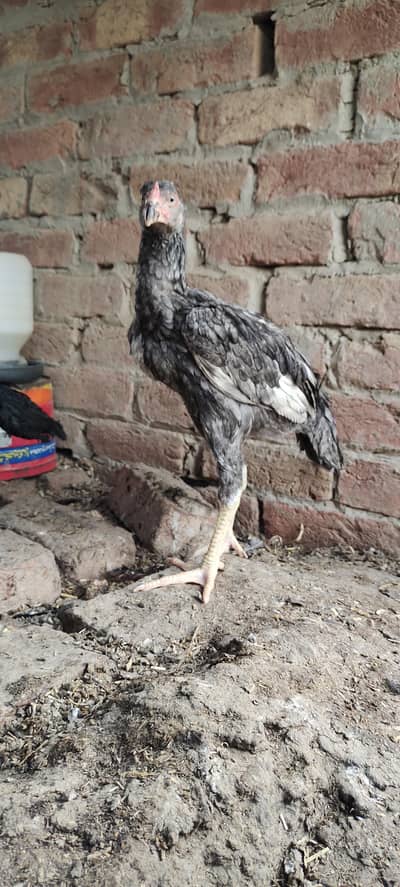 9 Top quality aseel pathay kala nawab breed