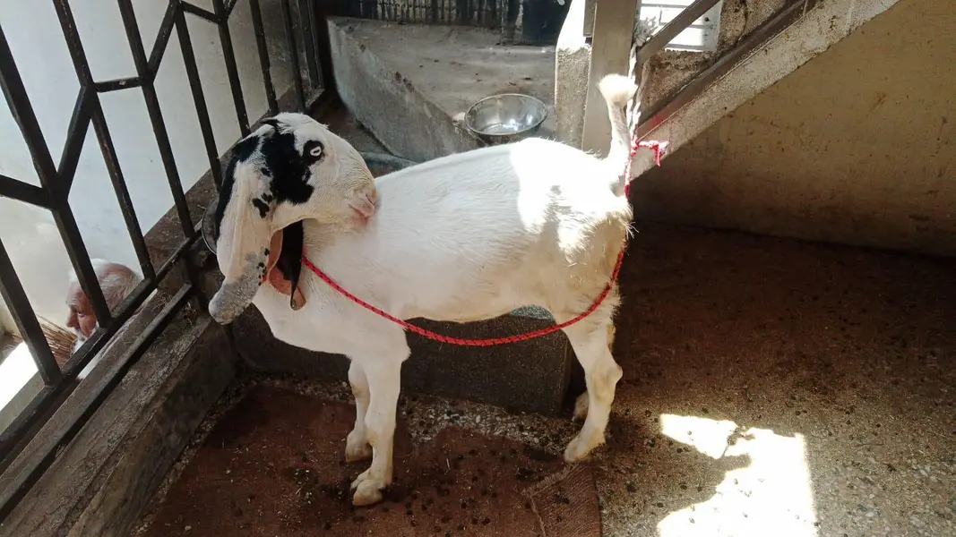 ragan puri path — photo 2