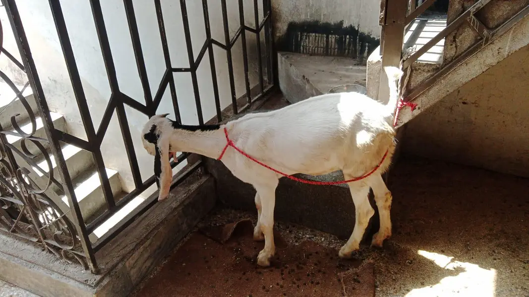 ragan puri path — photo 4