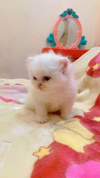 Persian breed kitten