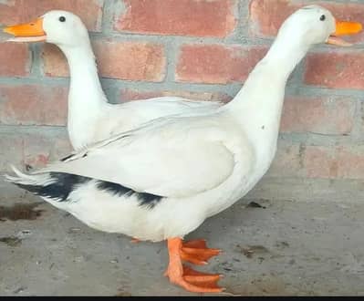 2  pure white Breader Male for sale