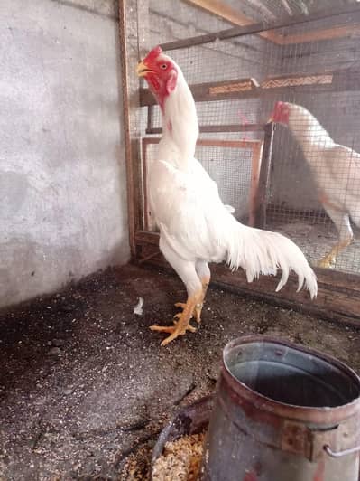 German king white O Shamo for sale.