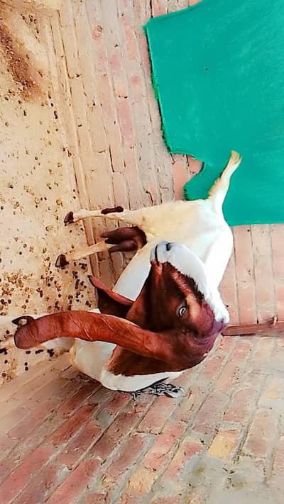 Top Quality Amritsari Beetal Cross Female Goat for Sale  Lahore
