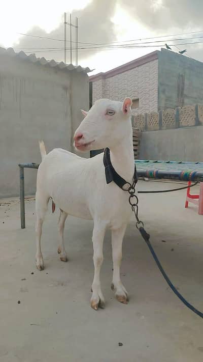 White Gulabi Teddy Female (4 Dant - Fresh Cross)