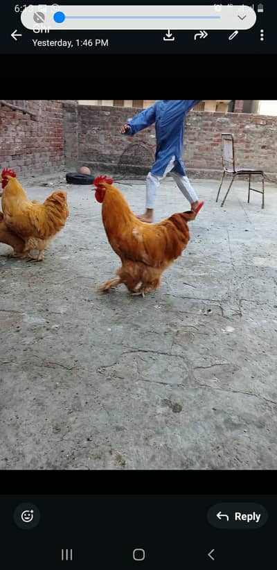 heavy buff brown n white active pairs eggs laying hens