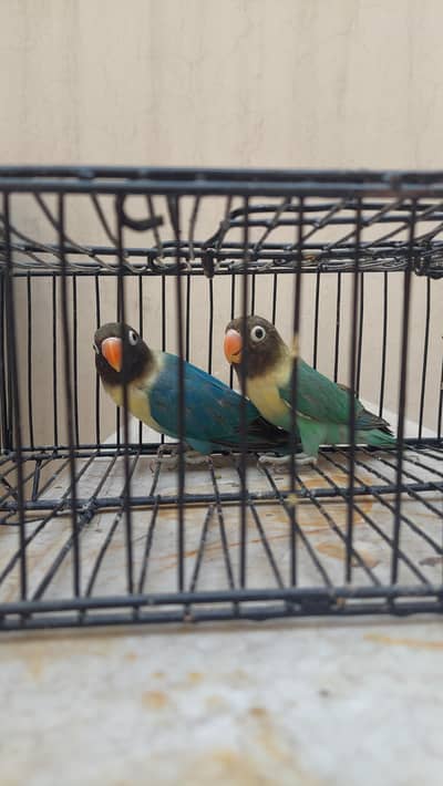 Love Birds Pair for sale