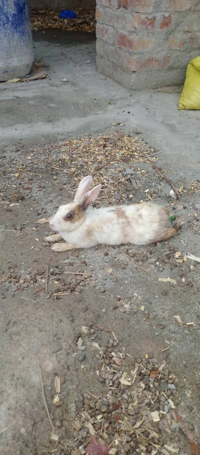Rabbits