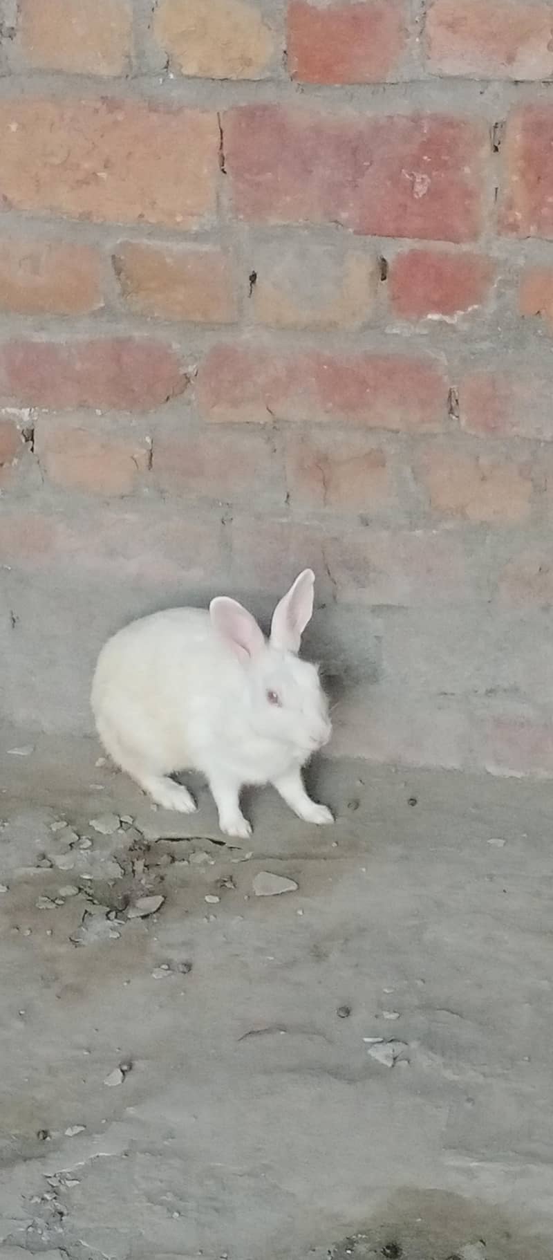 Rabbits 2
