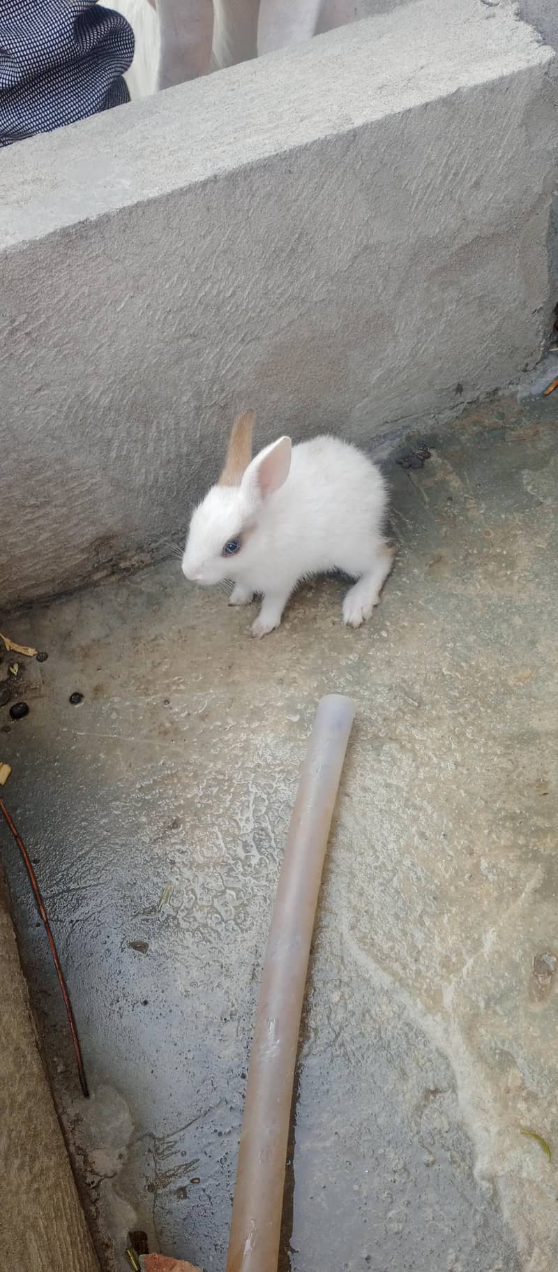 Rabbits 3