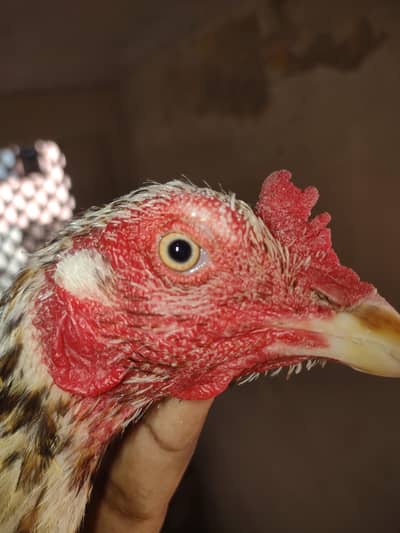 2 Aseel female