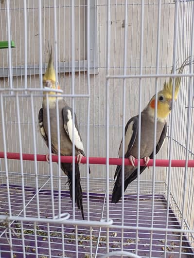 charcoal cocktail pair for sale