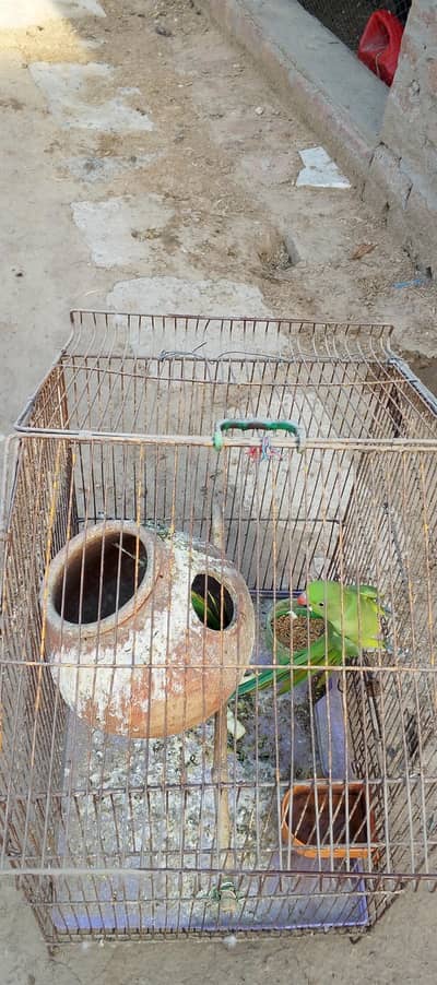 Raw parrot