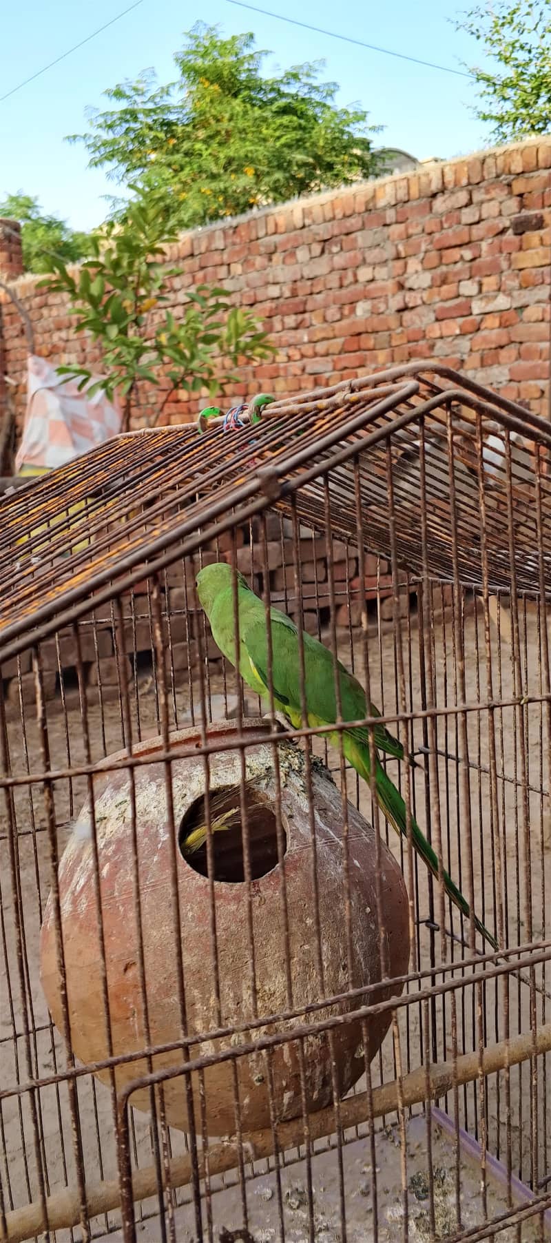 Raw parrot 1