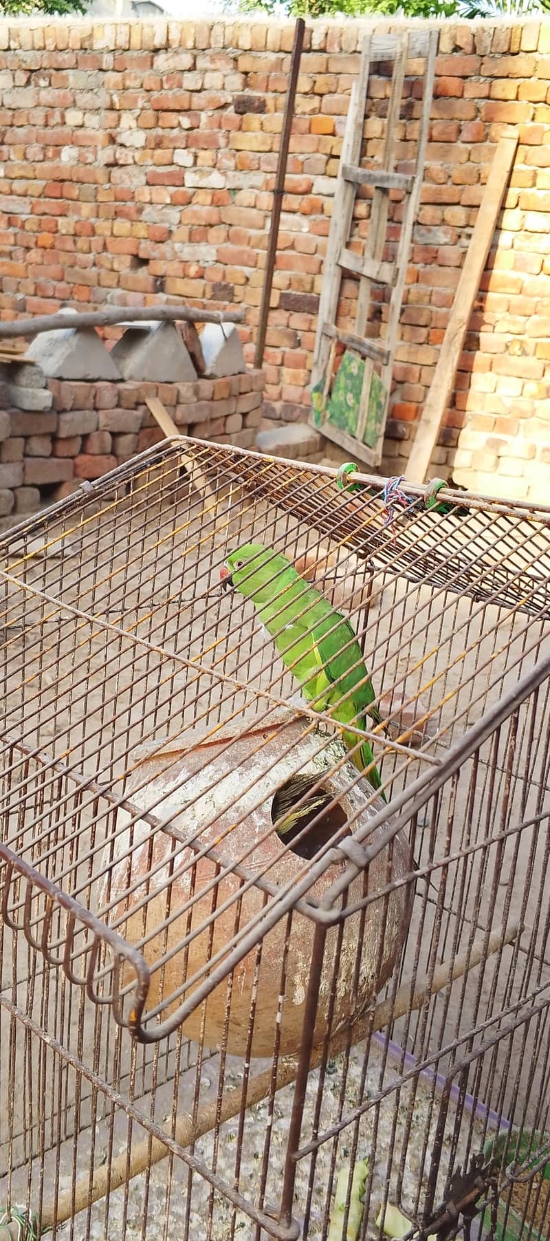 Raw parrot 2