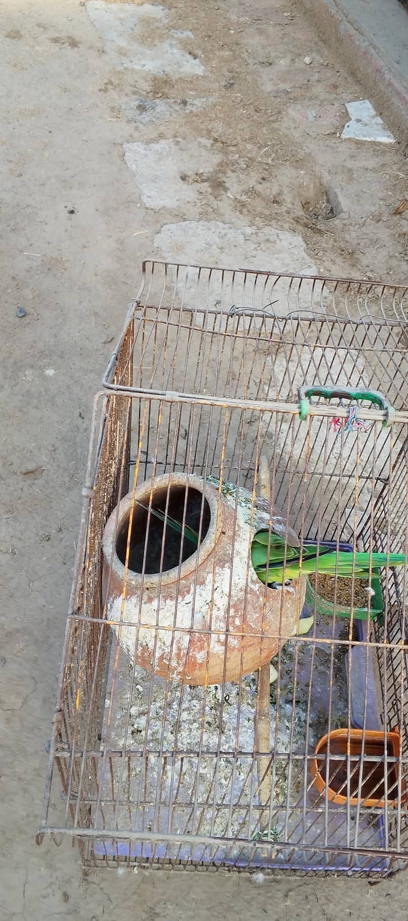 Raw parrot 3