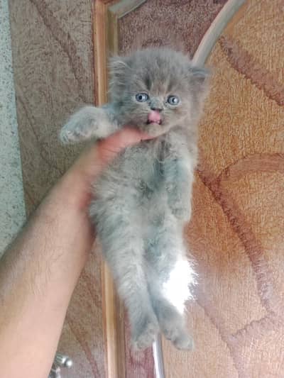 Persian kitten/ Tripple coated persian kitten/  persian Grey kitten/pu